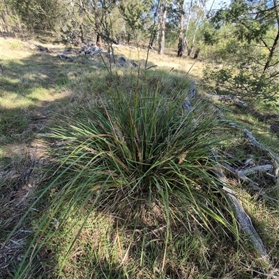 Lomandra longifolia (Spiny-headed Mat-rush, Honey Reed) at Lake George, NSW - 20 Nov 2024 by clarehoneydove