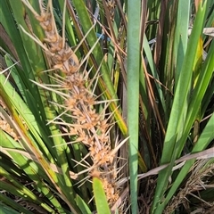 Lomandra longifolia at Lake George, NSW - 20 Nov 2024