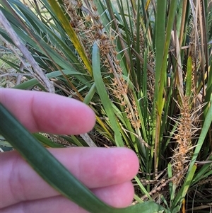 Lomandra longifolia at Lake George, NSW - 20 Nov 2024