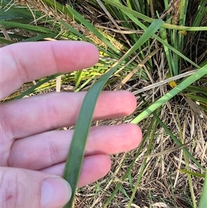 Lomandra longifolia at Lake George, NSW - 20 Nov 2024