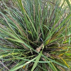 Lomandra longifolia at Lake George, NSW - 20 Nov 2024