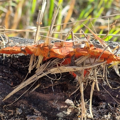 Trametes coccinea (Scarlet Bracket) at Lake George, NSW - 20 Nov 2024 by clarehoneydove