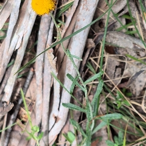 Coronidium oxylepis at Monga, NSW - 21 Nov 2024 02:09 PM