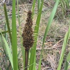 Lomandra longifolia (Spiny-headed Mat-rush, Honey Reed) at Monga, NSW - 21 Nov 2024 by clarehoneydove