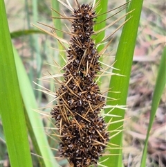 Lomandra longifolia at Monga, NSW - 21 Nov 2024