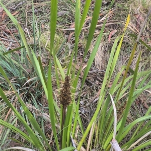 Lomandra longifolia at Monga, NSW - 21 Nov 2024