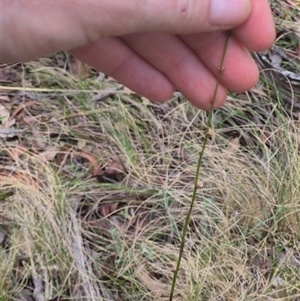 Amperea xiphoclada at Monga, NSW - 21 Nov 2024 02:14 PM