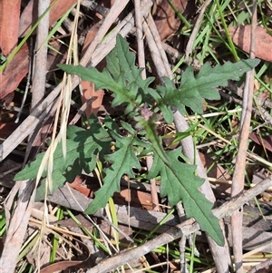 Arrhenechthites mixtus (Purple Fireweed) at Monga, NSW by clarehoneydove