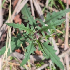 Arrhenechthites mixtus at Monga, NSW - 21 Nov 2024