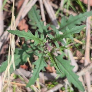 Arrhenechthites mixtus at Monga, NSW - 21 Nov 2024