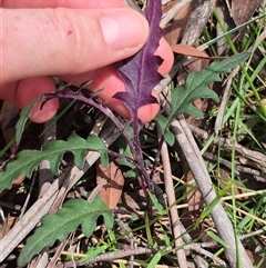 Arrhenechthites mixtus at Monga, NSW - 21 Nov 2024