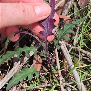 Arrhenechthites mixtus at Monga, NSW - 21 Nov 2024