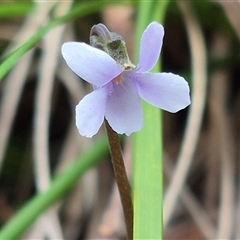 Viola hederacea (Ivy-leaved Violet) at Monga, NSW - 21 Nov 2024 by clarehoneydove