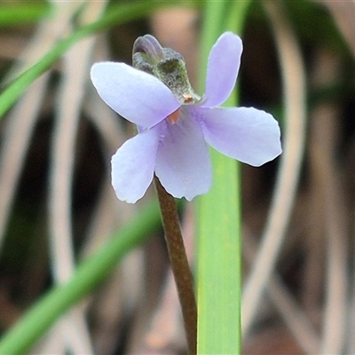 Viola hederacea (Ivy-leaved Violet) at Monga, NSW - 21 Nov 2024 by clarehoneydove