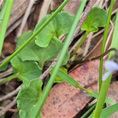 Viola hederacea at Monga, NSW - 21 Nov 2024