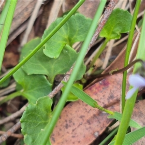 Viola hederacea at Monga, NSW - 21 Nov 2024