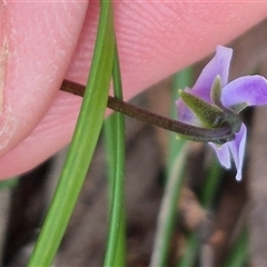 Viola hederacea at Monga, NSW - 21 Nov 2024