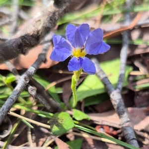 Dampiera stricta (Blue Dampiera) at Monga, NSW by clarehoneydove