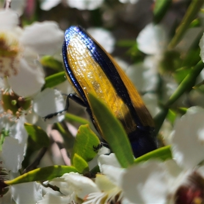 Temognatha suturalis (Boldly sutured jewel beetle) at Coolumburra, NSW - 24 Dec 2024 by Csteele4