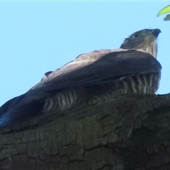 Tachyspiza cirrocephala (Collared Sparrowhawk) at Wagga Wagga, NSW - 24 Dec 2024 by RobParnell