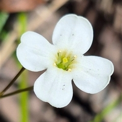 Mitrasacme polymorpha (Varied Mitrewort) at Monga, NSW - 21 Nov 2024 by clarehoneydove