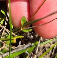 Mitrasacme polymorpha at Monga, NSW - 21 Nov 2024