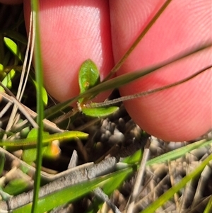 Mitrasacme polymorpha at Monga, NSW - 21 Nov 2024