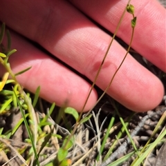 Mitrasacme polymorpha at Monga, NSW - 21 Nov 2024