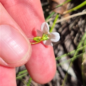 Mitrasacme polymorpha at Monga, NSW - 21 Nov 2024