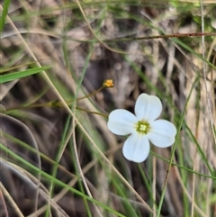 Mitrasacme polymorpha at Monga, NSW - 21 Nov 2024