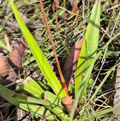 Dianella tasmanica (Tasman Flax Lily) at Monga, NSW - 21 Nov 2024 by clarehoneydove