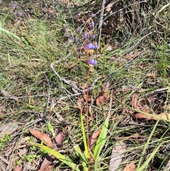 Dianella tasmanica at Monga, NSW - 21 Nov 2024