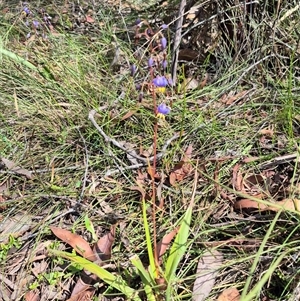 Dianella tasmanica at Monga, NSW - 21 Nov 2024