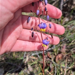 Dianella tasmanica at Monga, NSW - 21 Nov 2024