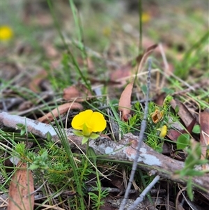 Gompholobium minus (Dwarf Wedge Pea) at Monga, NSW by clarehoneydove