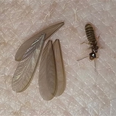 Unverified Termite (superfamily Termitoidea) at Bungendore, NSW - 25 Nov 2024 by clarehoneydove