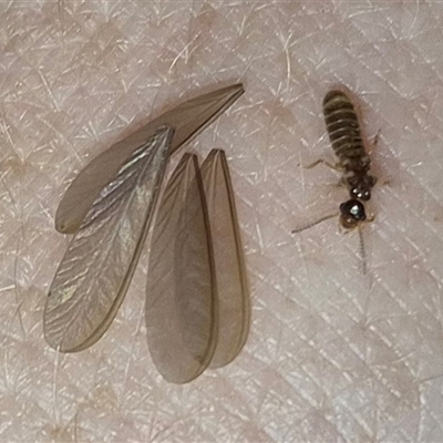 Unidentified Termite (superfamily Termitoidea) at Bungendore, NSW - 25 Nov 2024 by clarehoneydove