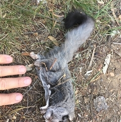Petaurus notatus (Krefft’s Glider, formerly Sugar Glider) at Cook, ACT - 25 Dec 2024 by dwise
