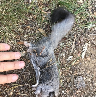 Petaurus notatus (Krefft’s Glider, formerly Sugar Glider) at Cook, ACT - 24 Dec 2024 by dwise