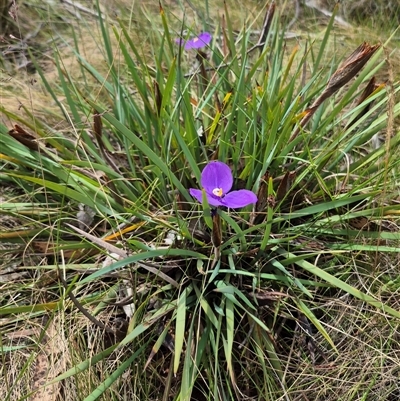 Patersonia sericea var. sericea (Silky Purple-flag) at Monga, NSW - 28 Nov 2024 by clarehoneydove