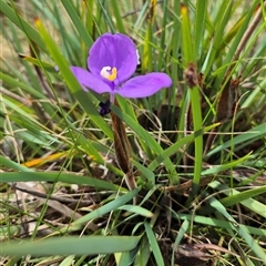 Patersonia sericea var. sericea at Monga, NSW - 28 Nov 2024