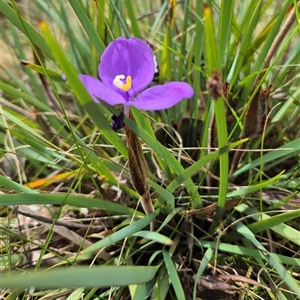 Patersonia sericea var. sericea at Monga, NSW - 28 Nov 2024 10:11 AM