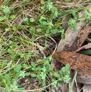 Poranthera microphylla at Monga, NSW - 28 Nov 2024