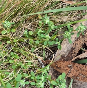 Poranthera microphylla at Monga, NSW - 28 Nov 2024 10:16 AM