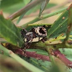 Unidentified Orb-weaving spider (several families) at Monga, NSW - 27 Nov 2024 by clarehoneydove