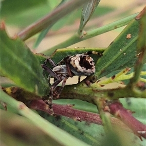 Unidentified Orb-weaving spider (several families) at Monga, NSW by clarehoneydove