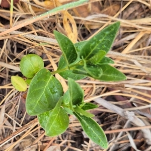 Vinca major at Bungendore, NSW - 29 Nov 2024