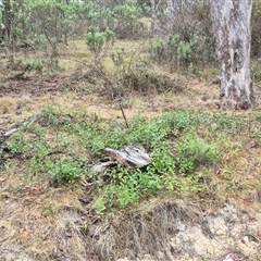 Vinca major at Bungendore, NSW - 29 Nov 2024