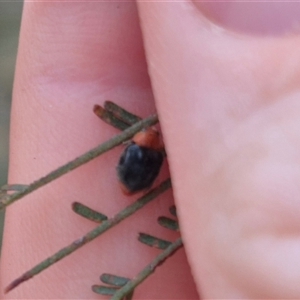 Cryptolaemus montrouzieri (Mealybug ladybird) at Bungendore, NSW by clarehoneydove