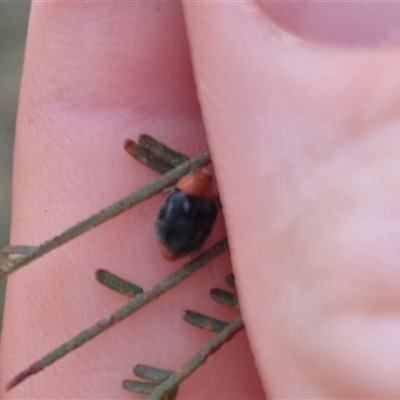 Cryptolaemus montrouzieri (Mealybug ladybird) at Bungendore, NSW - 29 Nov 2024 by clarehoneydove